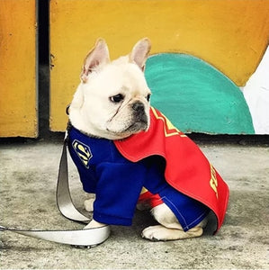 French Bulldog Super Hero Superman Costume