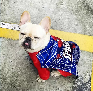 French Bulldog Spider Man Costume