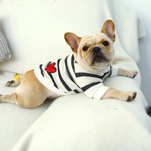 Black and white striped Sweater French bulldog costume