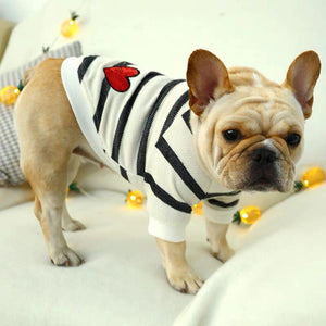 Black and white striped Sweater French bulldog costume